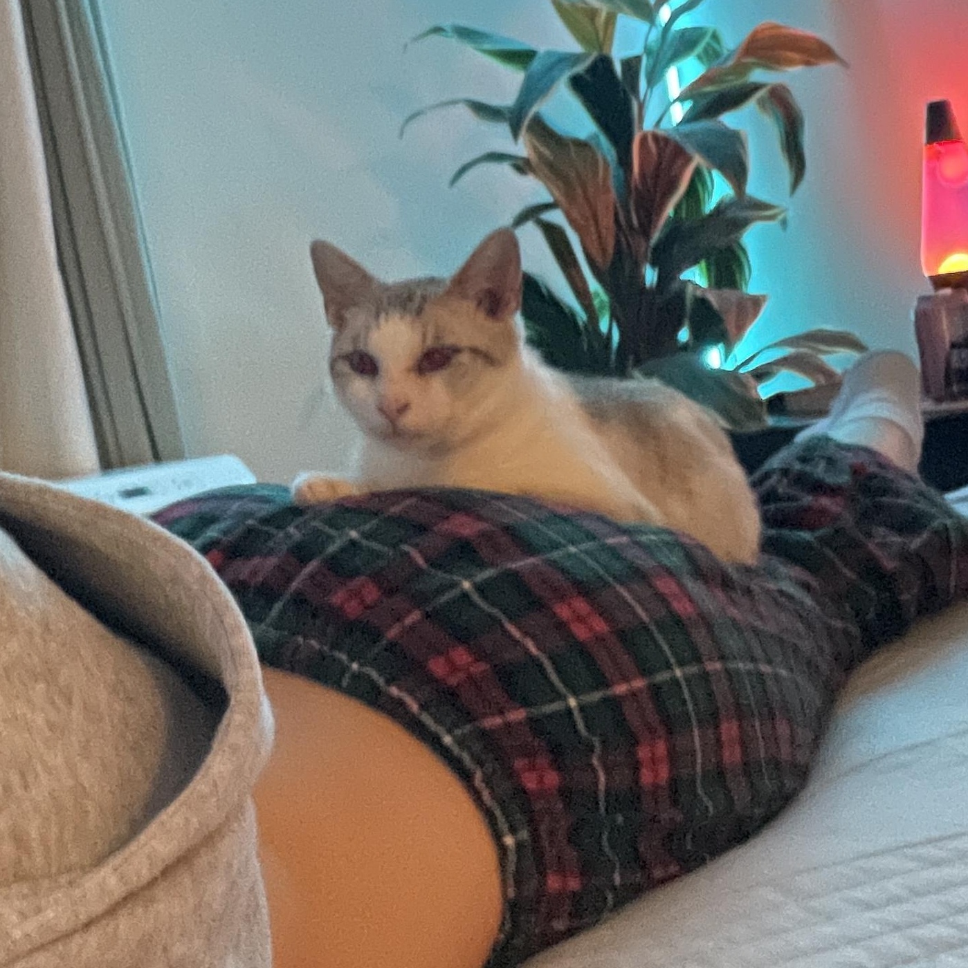 Enlarge Persephone, a Adoptable Siamese in Los Angeles, CA image 4/6