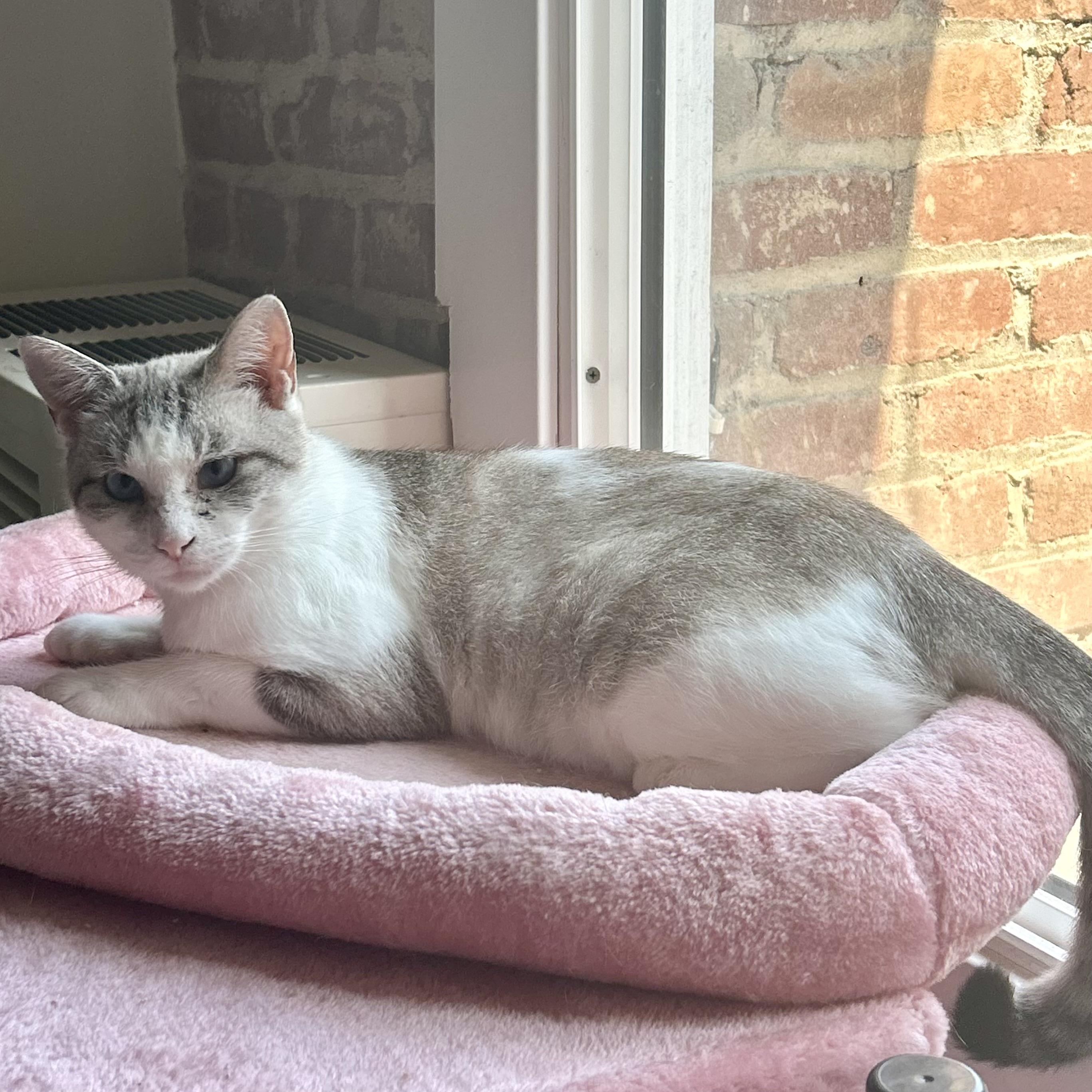 Enlarge Persephone, a Adoptable Siamese in Los Angeles, CA image 6/6