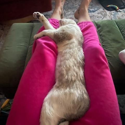 Enlarge Persephone, a Adoptable Siamese in Los Angeles, CA image 5/6