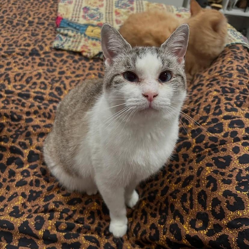 Enlarge Persephone, a Adoptable Siamese in Los Angeles, CA image 2/6