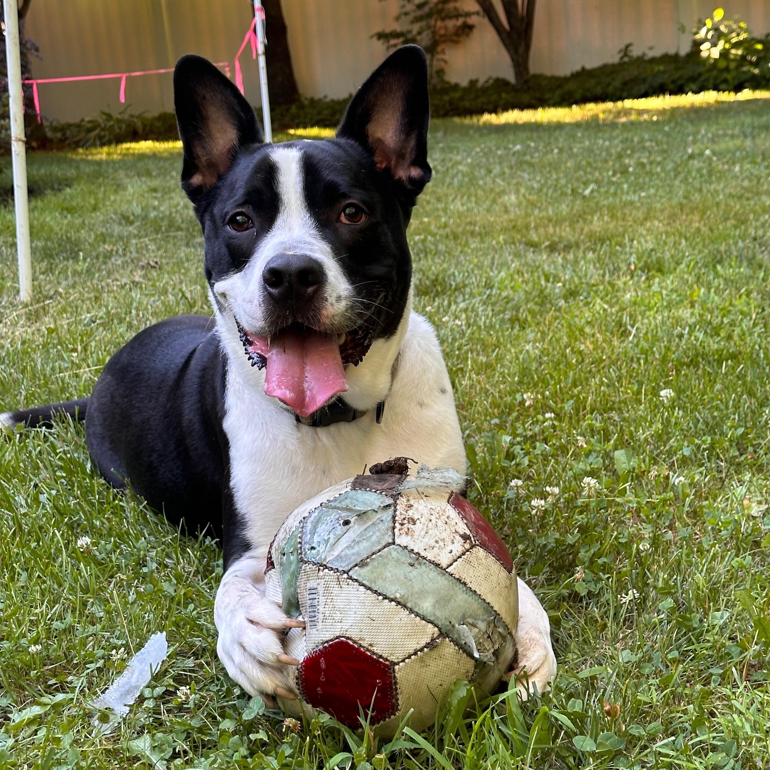Enlarge Duke , a ADOPTABLE mixed breed in East Moriches, NY image 5/6