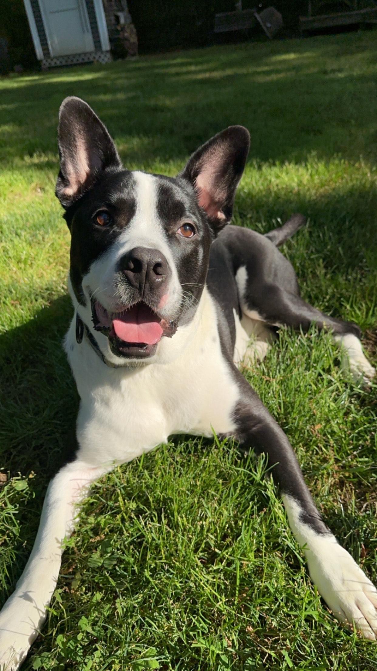 Enlarge Duke , a ADOPTABLE mixed breed in East Moriches, NY image 2/6