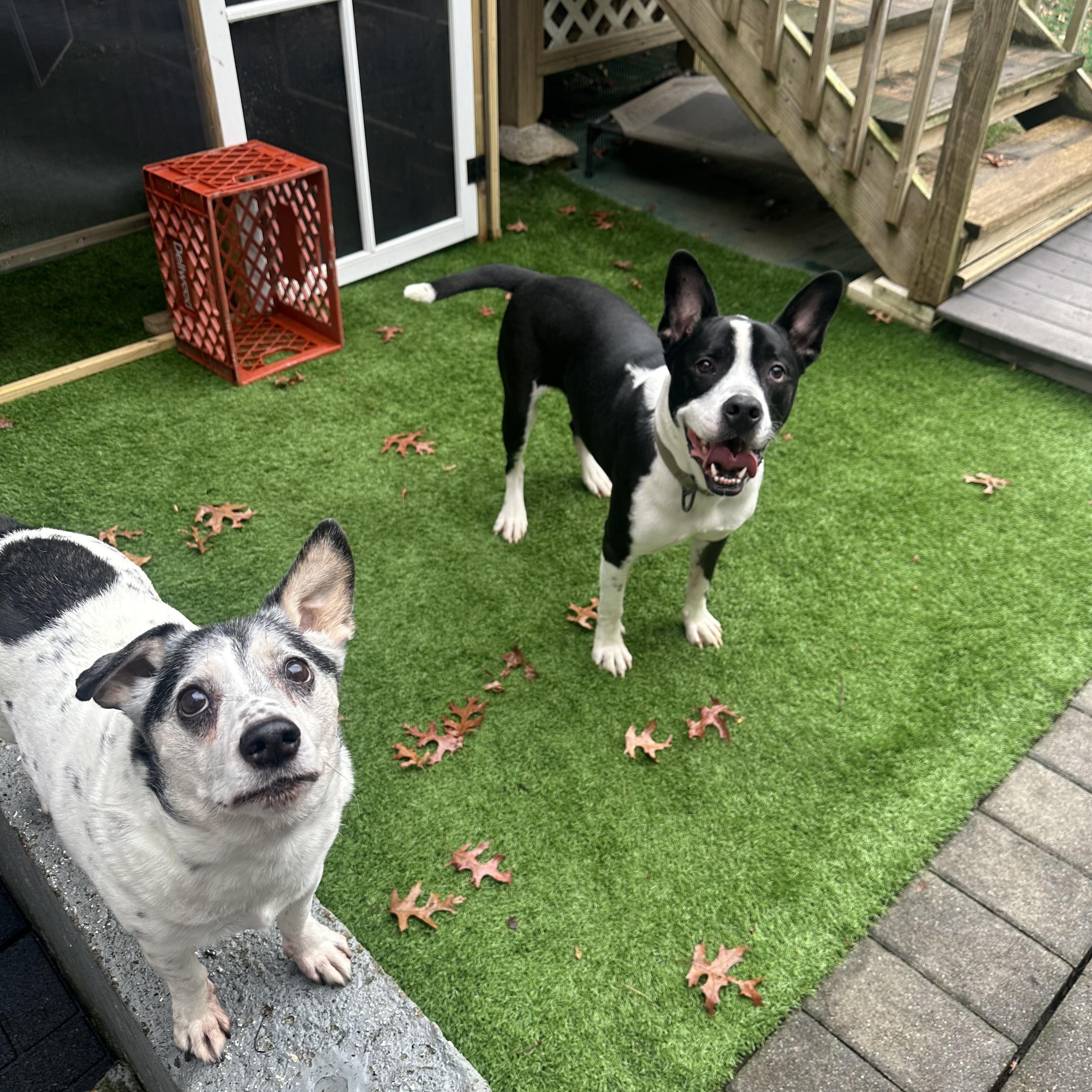 Enlarge Duke , a ADOPTABLE mixed breed in East Moriches, NY image 4/6