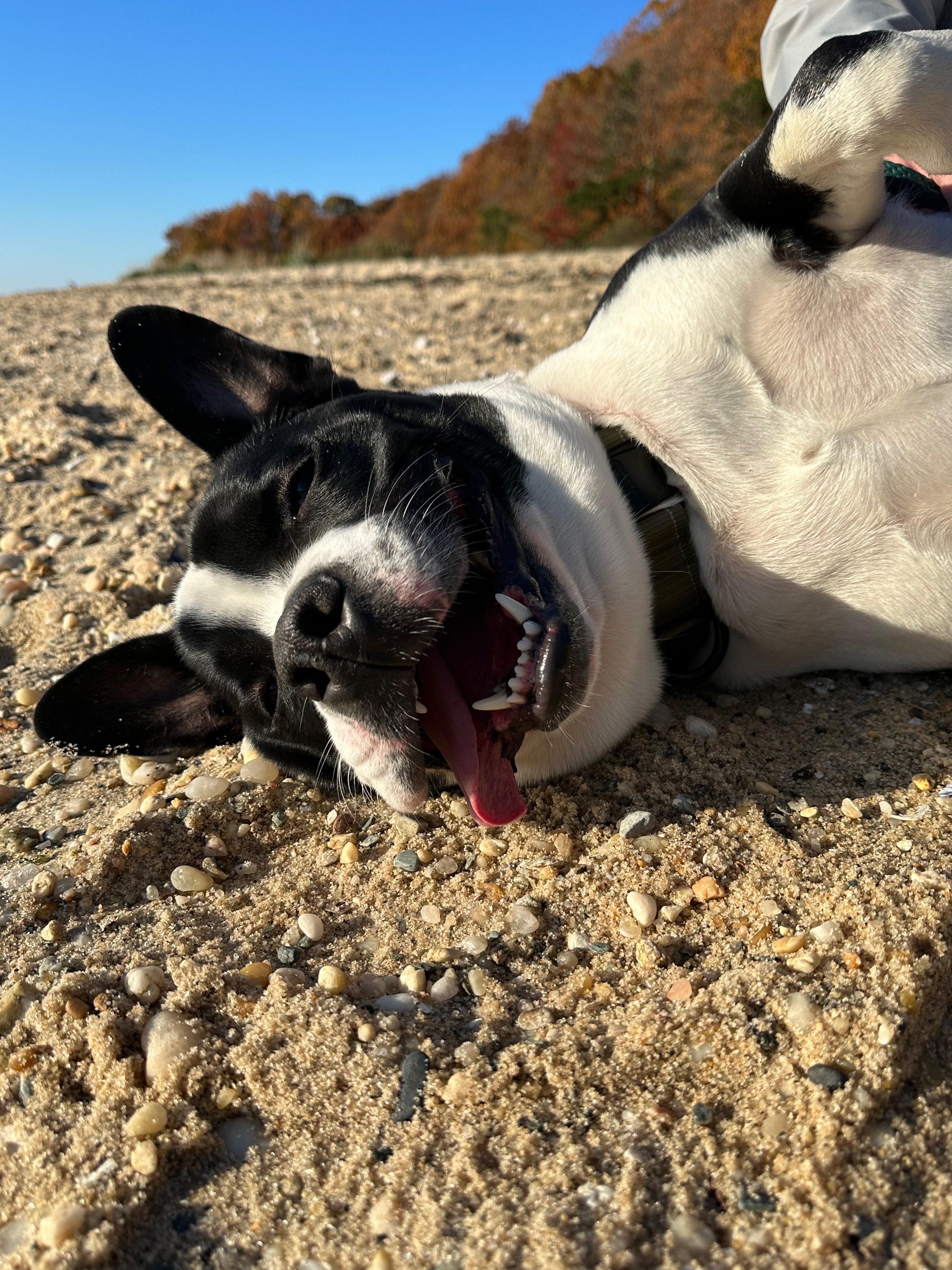 Enlarge Duke , a ADOPTABLE mixed breed in East Moriches, NY image 3/6