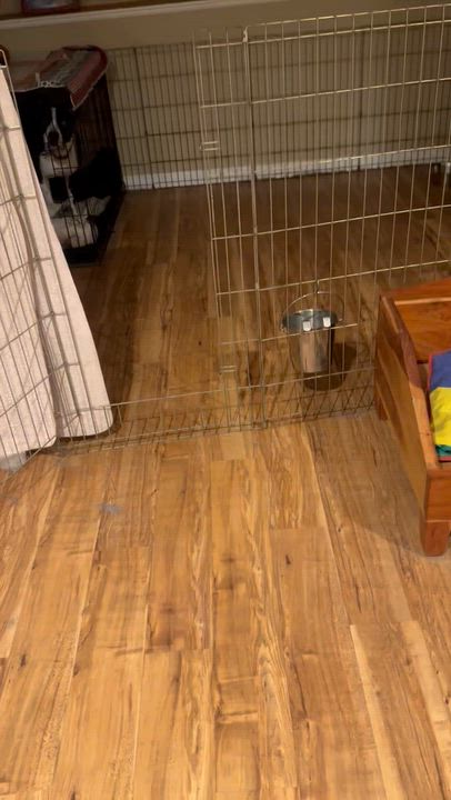 Enlarge Duke , a ADOPTABLE mixed breed in East Moriches, NY video 6/6