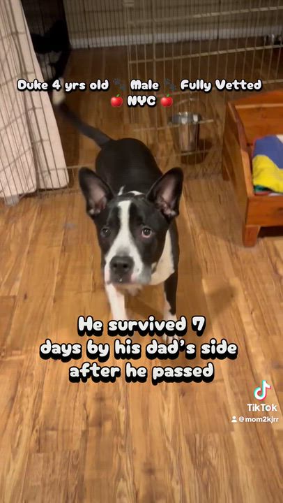 Enlarge Duke , a ADOPTABLE mixed breed in East Moriches, NY video 1/6