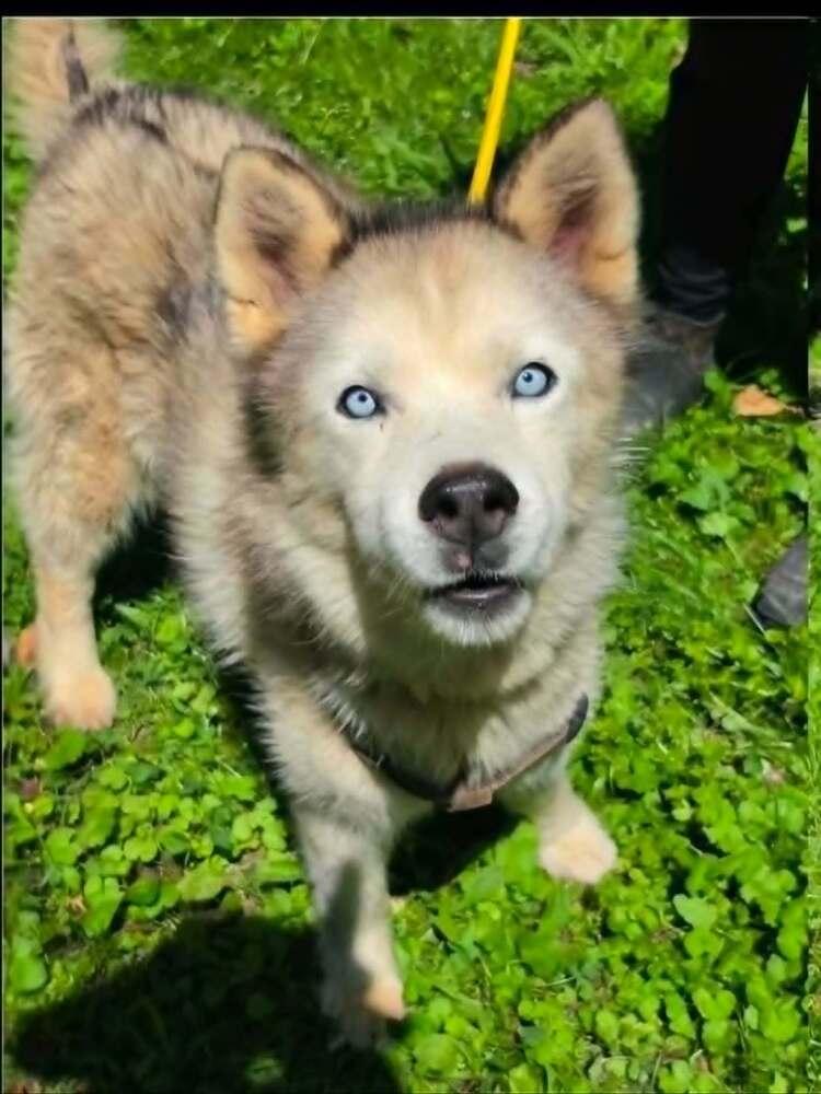 Maya, Adopted, Senior Female Husky.