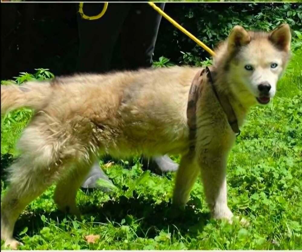Enlarge Maya, a Adopted mixed breed in Aurora, IN image 2/3