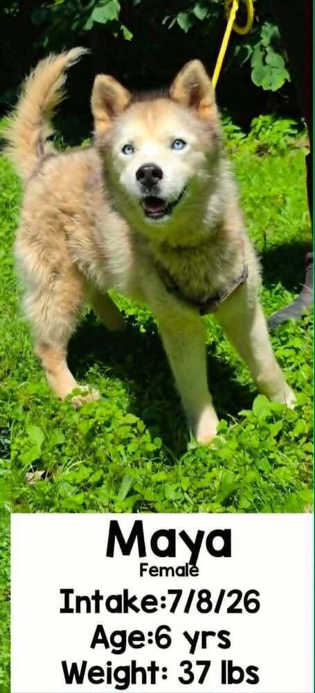 Enlarge Maya, a Adopted mixed breed in Aurora, IN image 3/3
