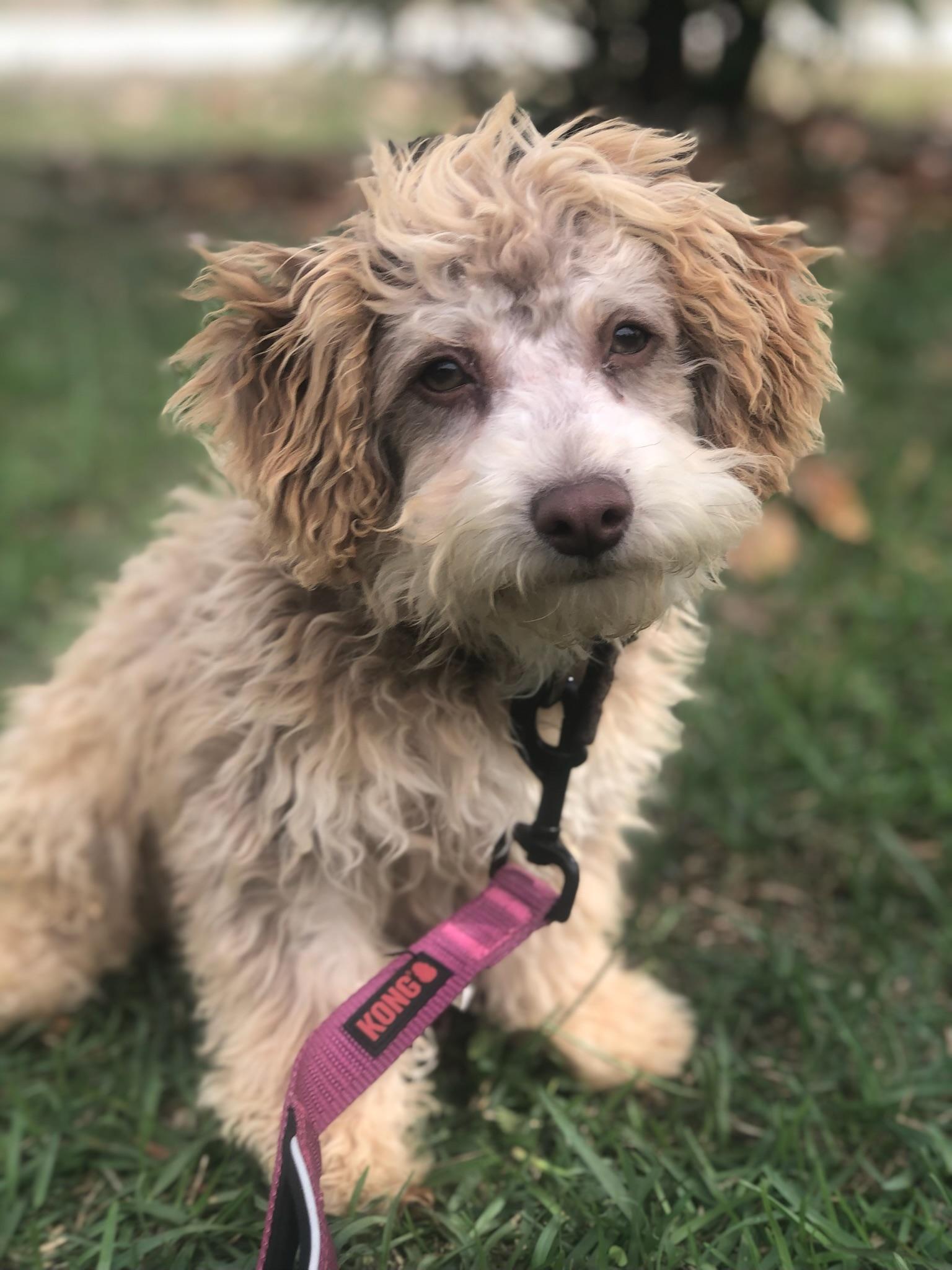 Roscoe, a ADOPTABLE mixed breed in Sagaponack, NY image 6/6