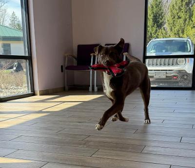 Enlarge Fonzi, a ADOPTABLE mixed breed in Fort Wayne, IN image 2/4