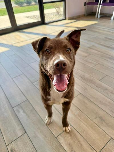 Fonzi, ADOPTABLE, Puppy Male Chocolate Labrador Retriever.