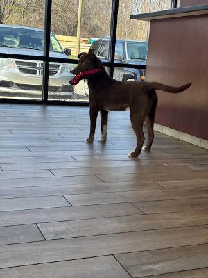 Enlarge Fonzi, a ADOPTABLE mixed breed in Fort Wayne, IN image 4/4