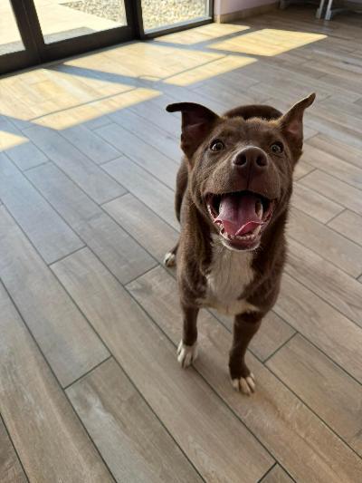 Enlarge Fonzi, a ADOPTABLE mixed breed in Fort Wayne, IN image 3/4