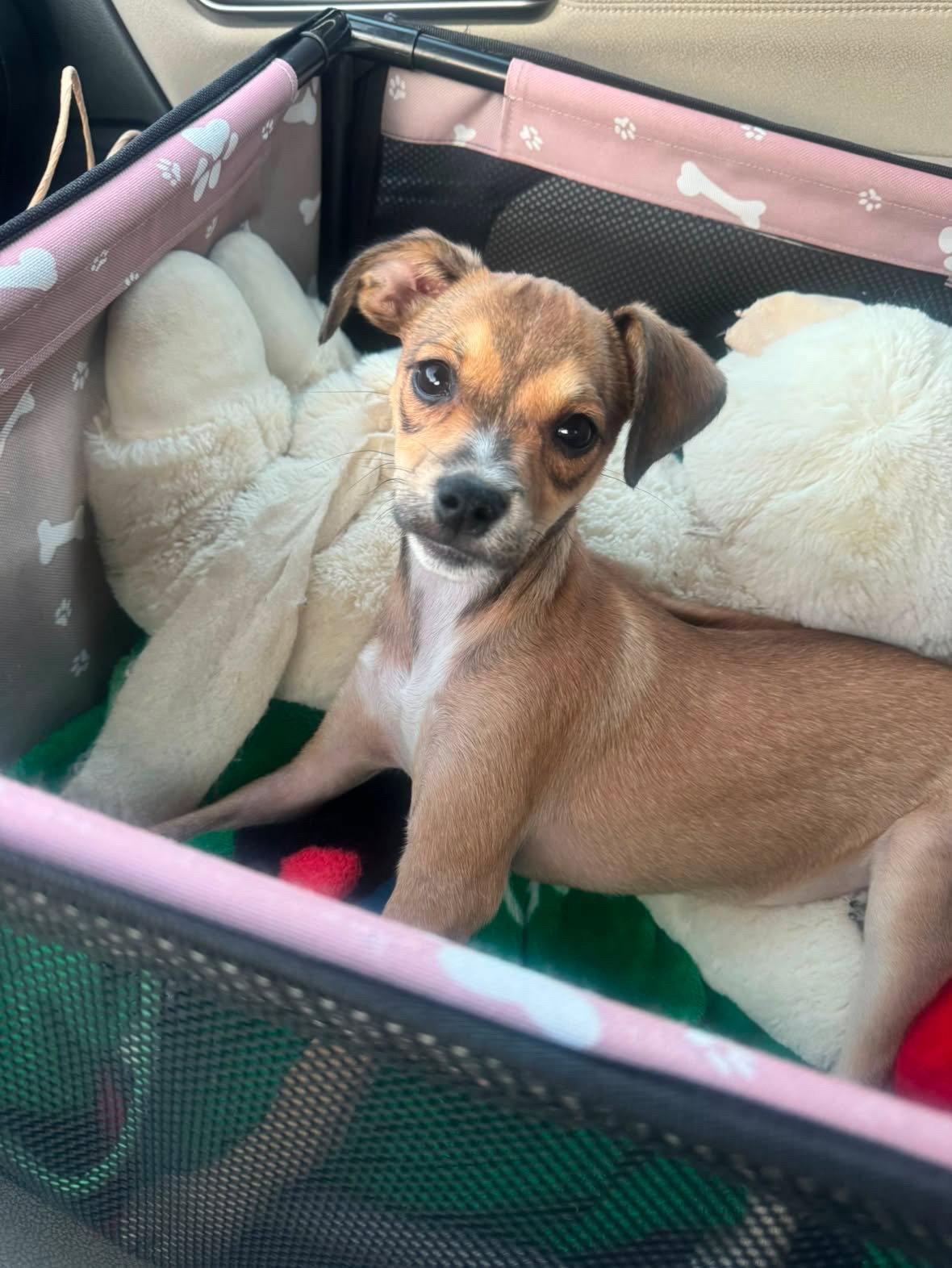 Enlarge Daisy, a Adoptable Chihuahua in Sunnyvale, CA image 1/1