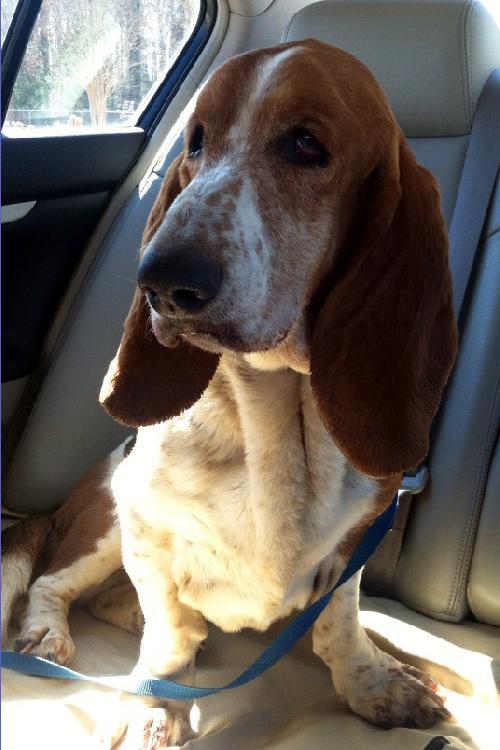 AMELIA, Adopted, Young Female Basset Hound.