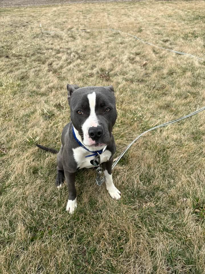 Roberto, an adopted mixed breed in Muncie, IN image 3/4