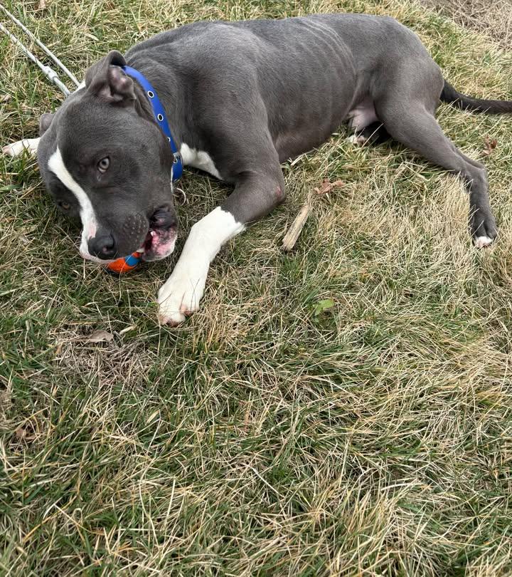 Roberto, an adopted mixed breed in Muncie, IN image 1/4