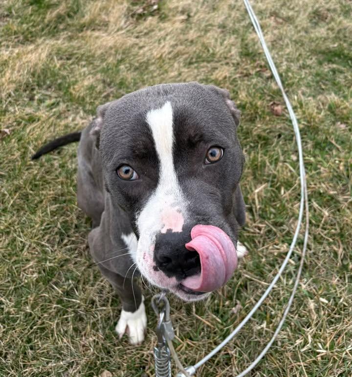 Roberto, an adopted mixed breed in Muncie, IN image 2/4
