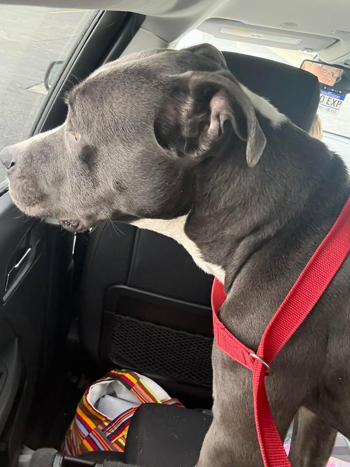 Roberto, an adopted mixed breed in Muncie, IN image 4/4