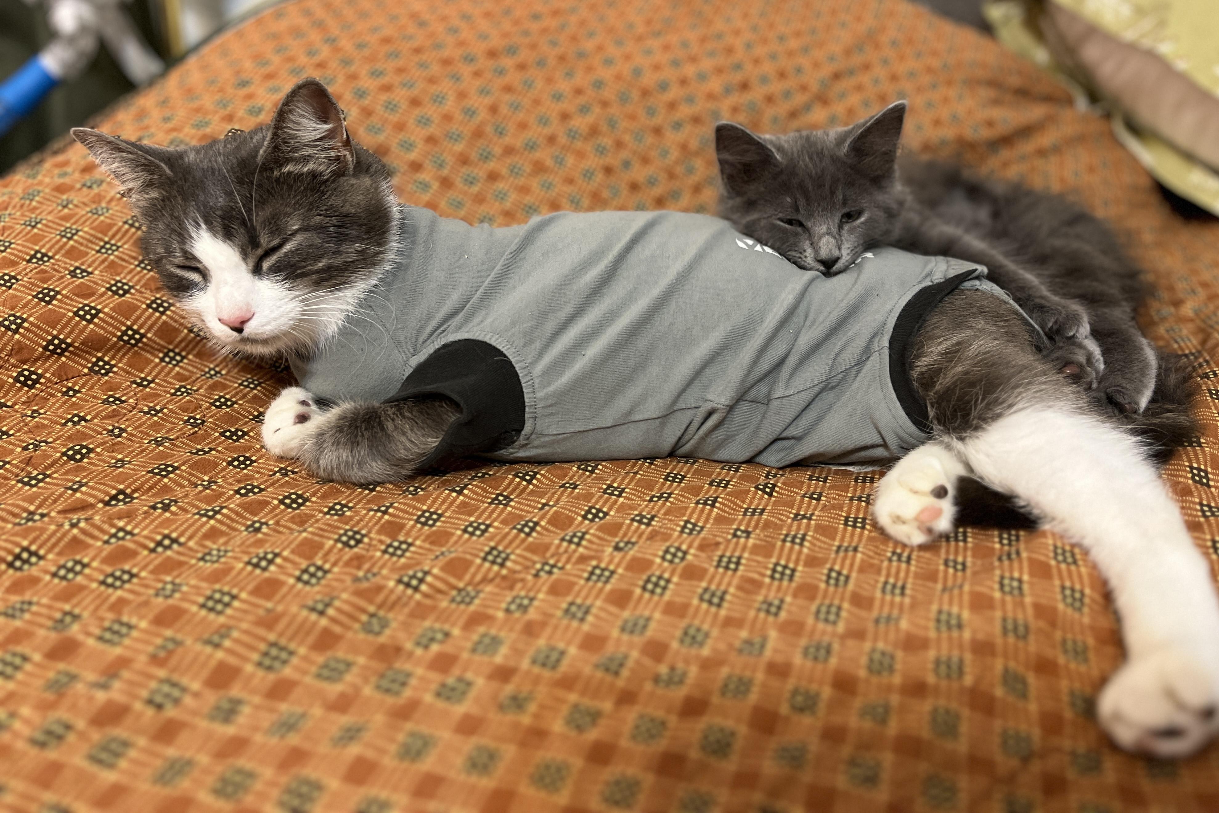 Misty Mom and Baby Foggy