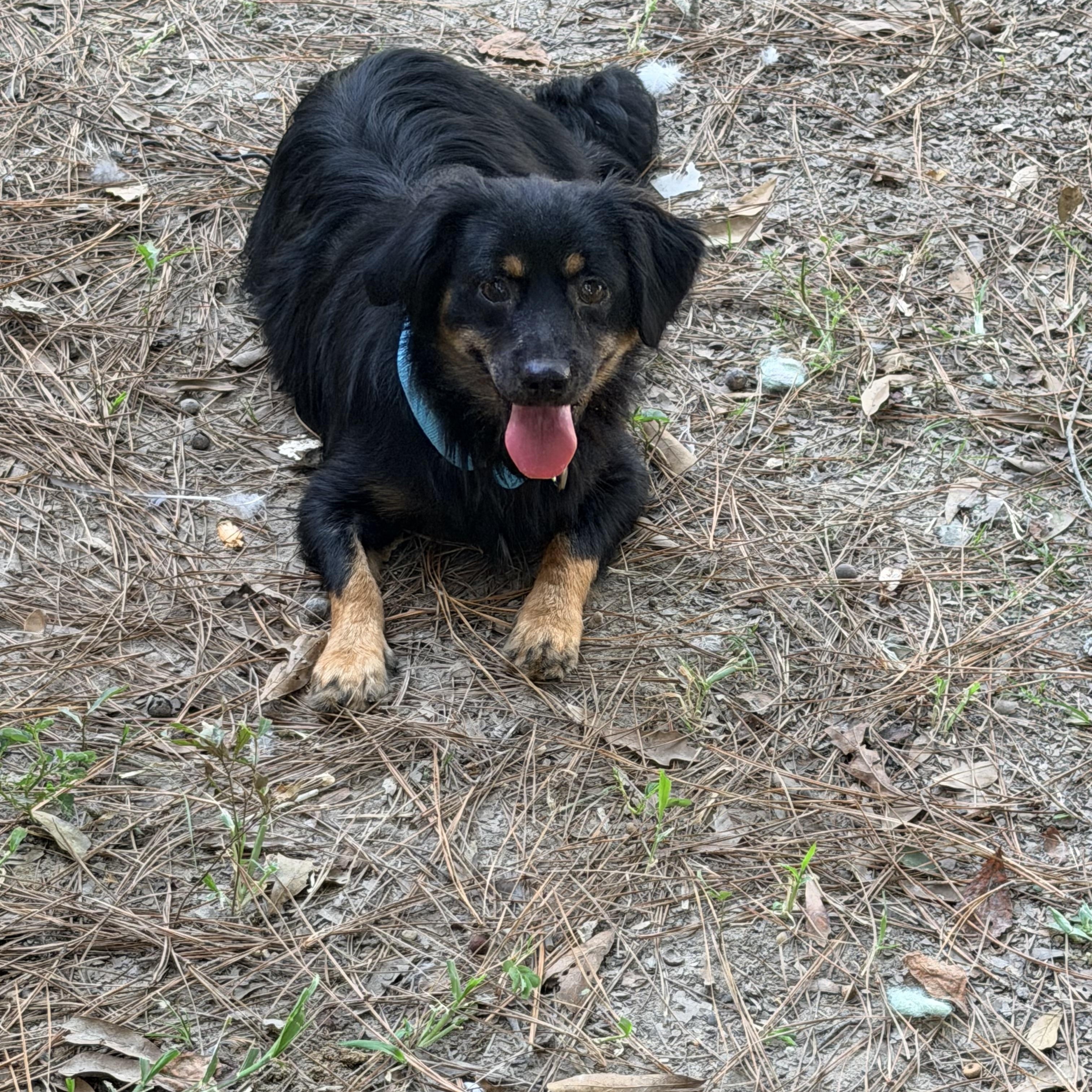 Benedict, a ADOPTABLE mixed breed in Baker, LA image 3/6