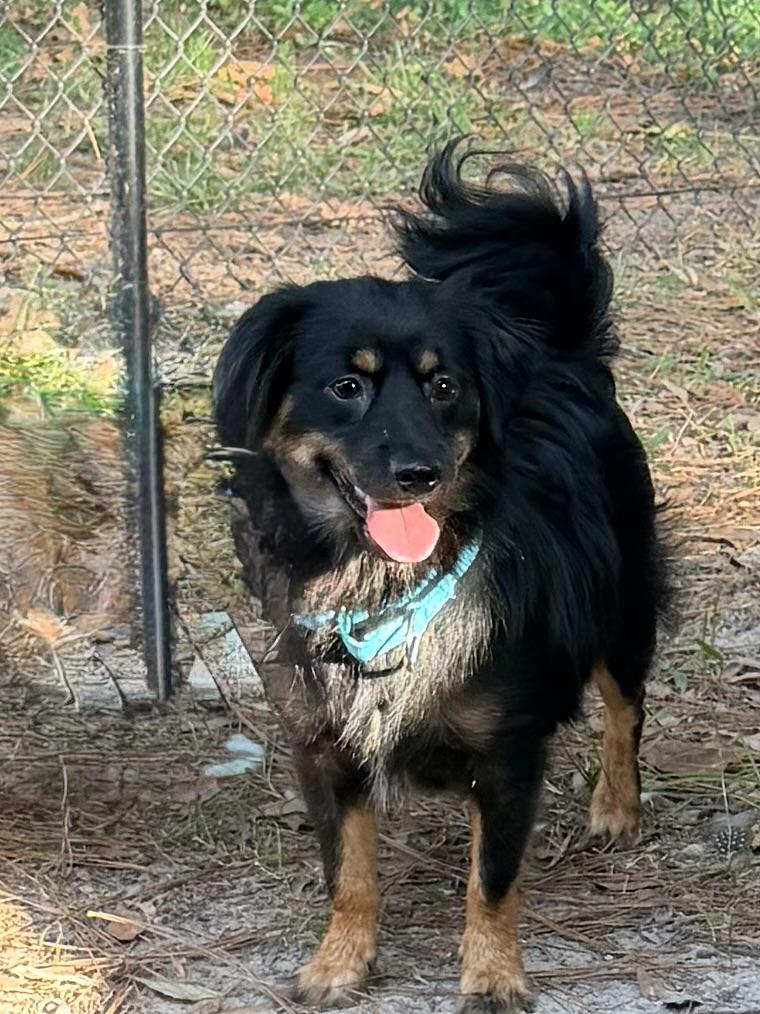 Benedict, a ADOPTABLE mixed breed in Baker, LA image 1/6