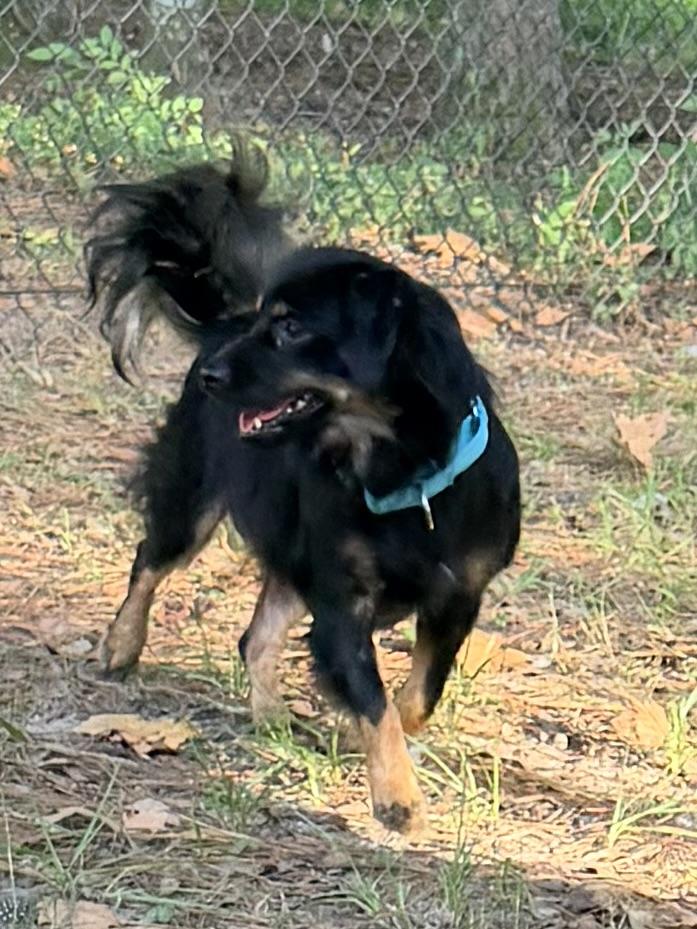 Benedict, a ADOPTABLE mixed breed in Baker, LA image 5/6