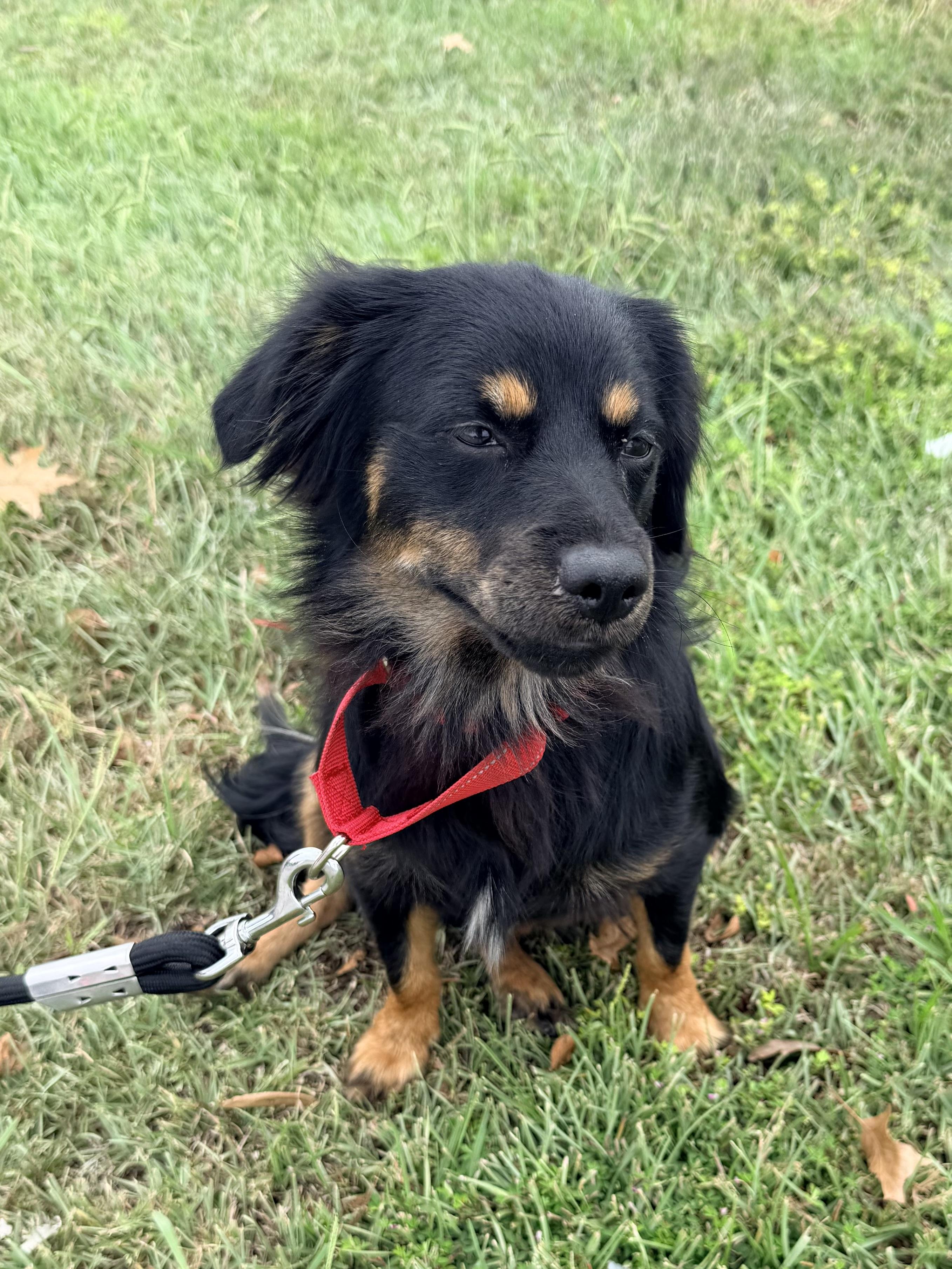 Enlarge Benedict, a Adoptable mixed breed in Baker, LA image 2/6