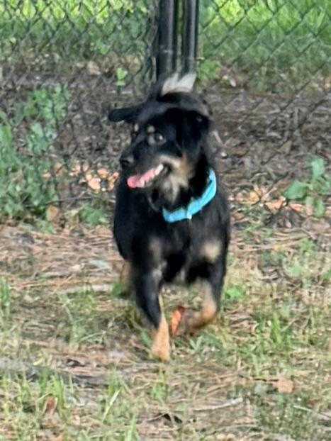 Benedict, a ADOPTABLE mixed breed in Baker, LA image 4/6