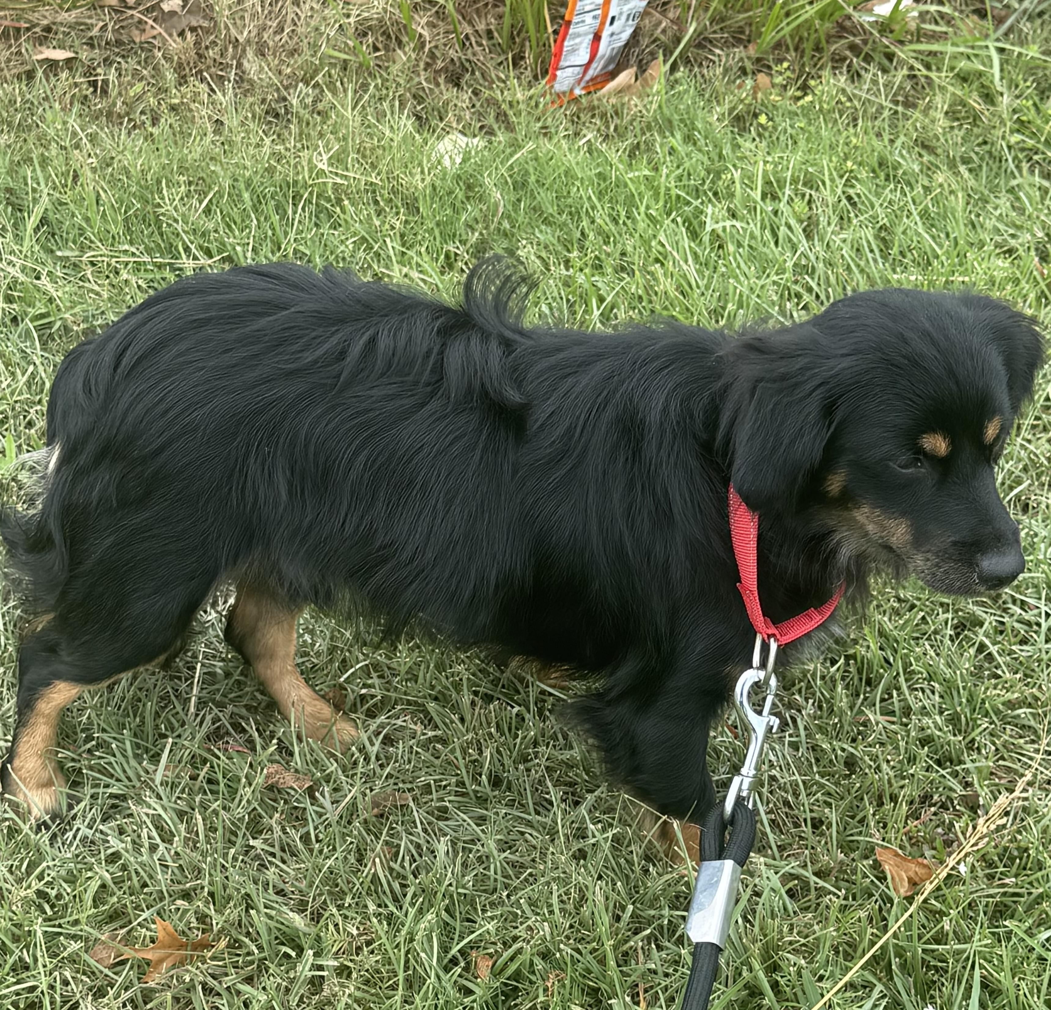 Enlarge Benedict, a Adoptable mixed breed in Baker, LA image 4/6