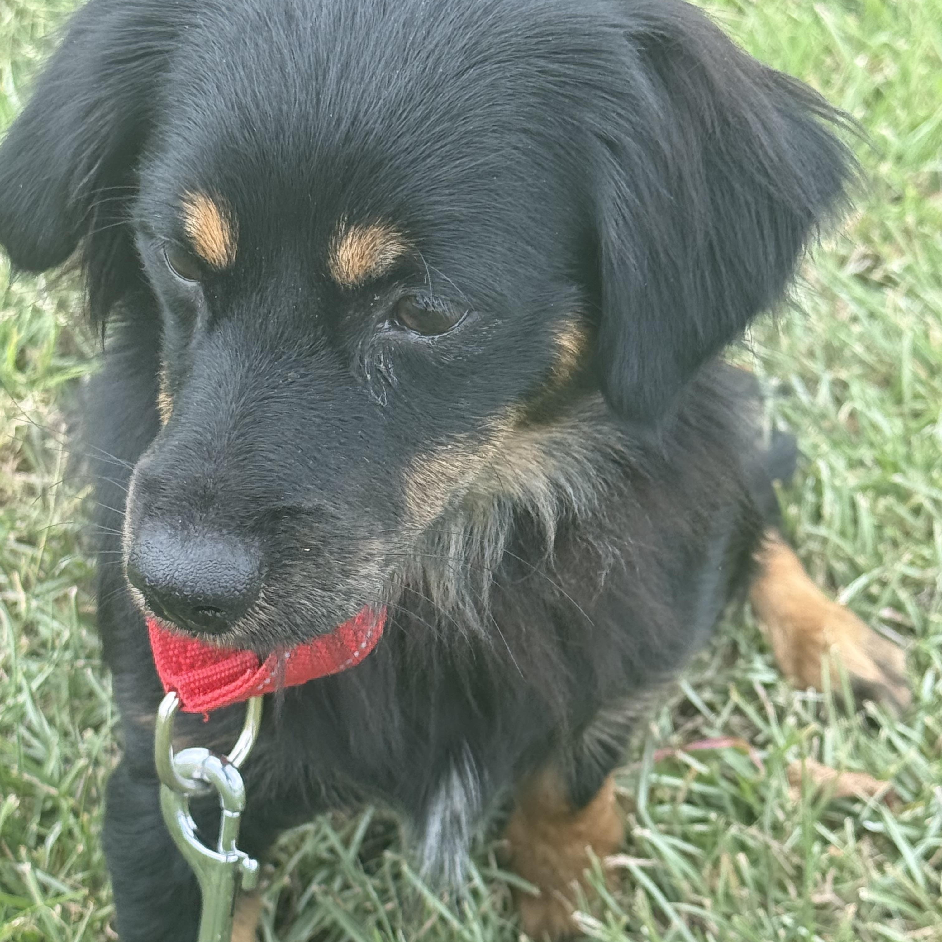 Enlarge Benedict, a Adoptable mixed breed in Baker, LA image 6/6