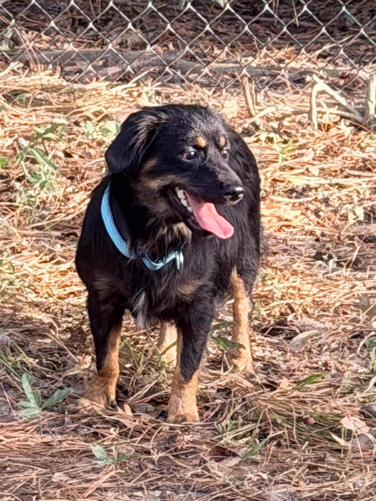Benedict, a ADOPTABLE mixed breed in Baker, LA image 6/6