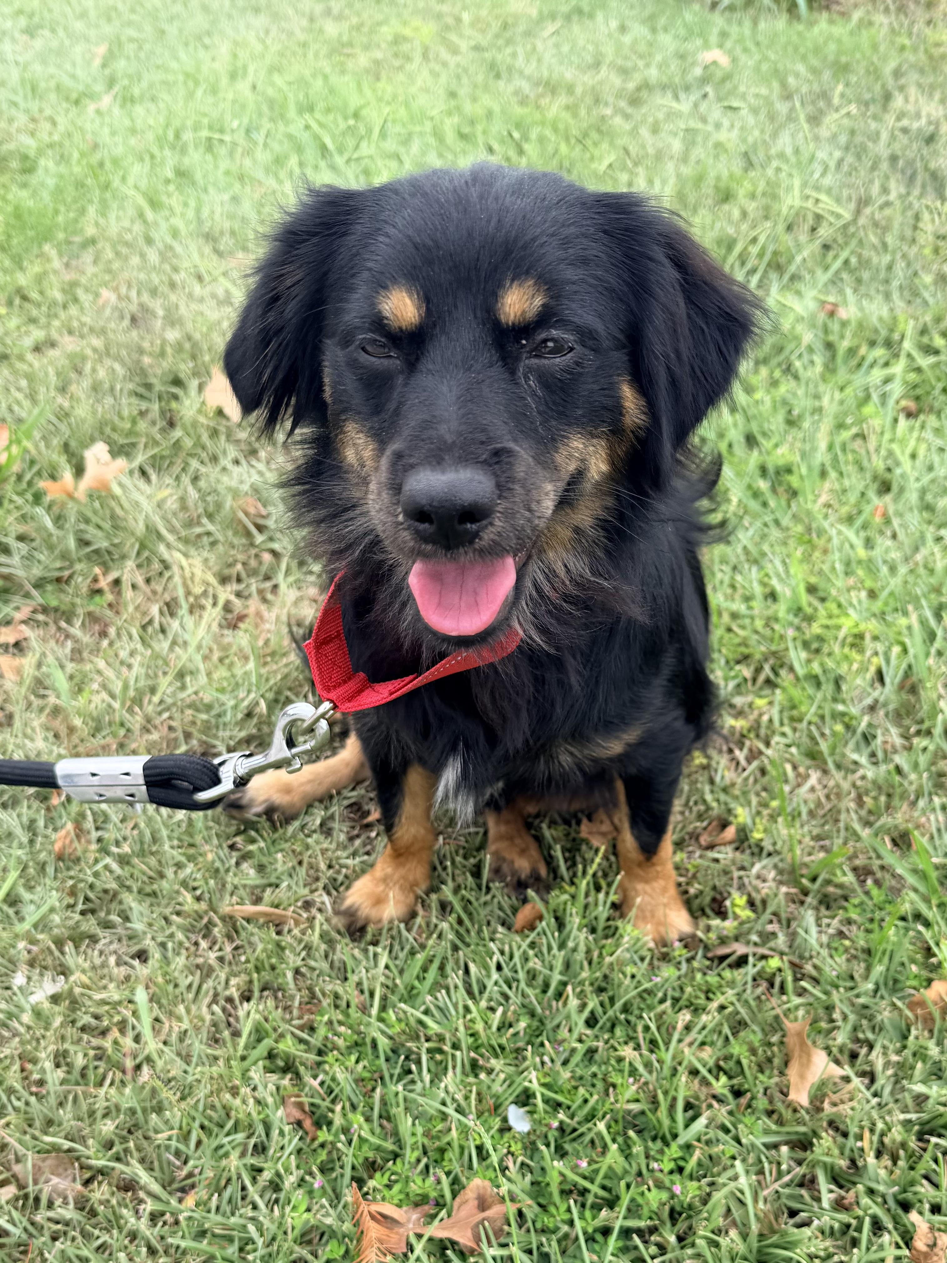 Enlarge Benedict, a Adoptable mixed breed in Baker, LA image 5/6