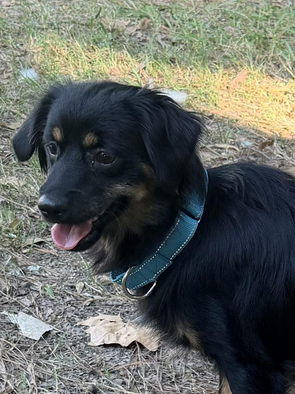 Benedict, a ADOPTABLE mixed breed in Baker, LA image 2/6