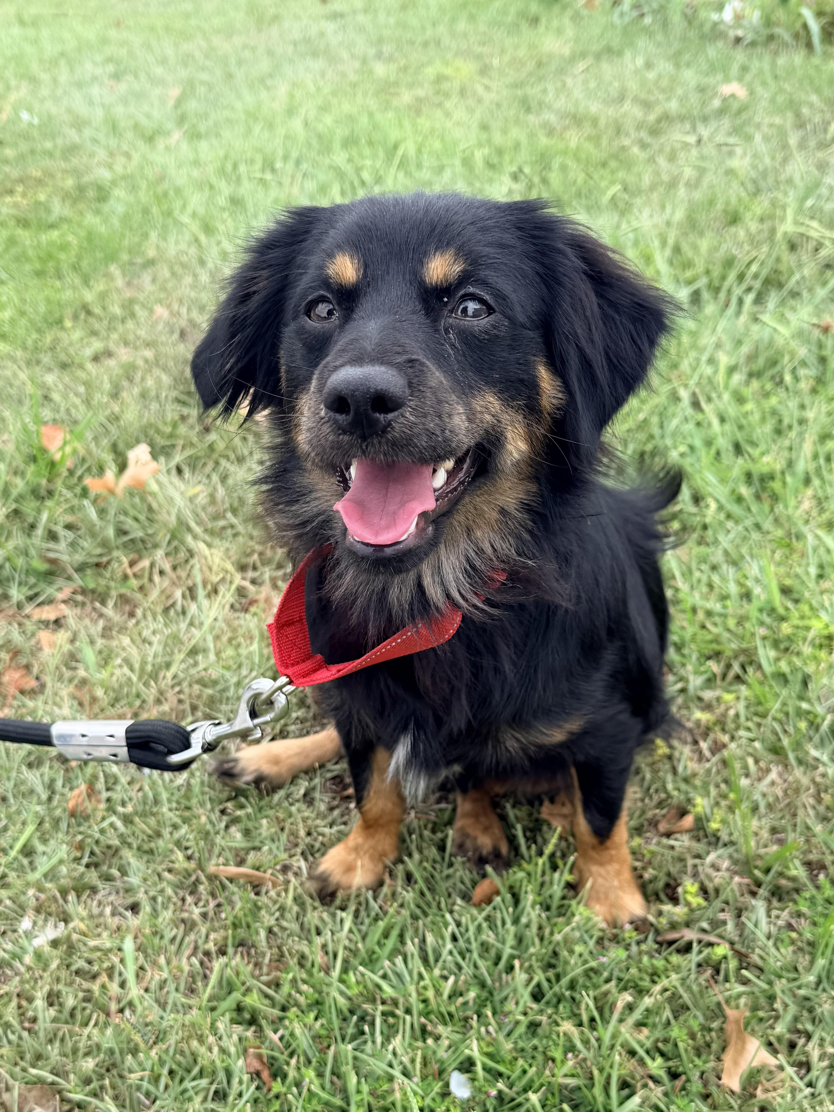 Benedict, Adoptable, Adult Male Spaniel & Chiweenie.