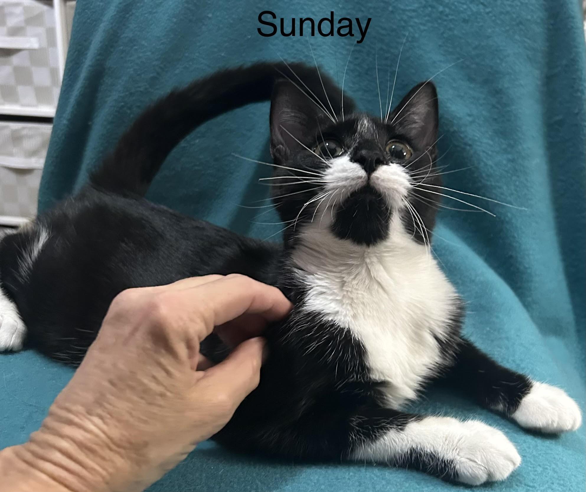 Sundae, Adoptable, Kitten Female Domestic Short Hair.