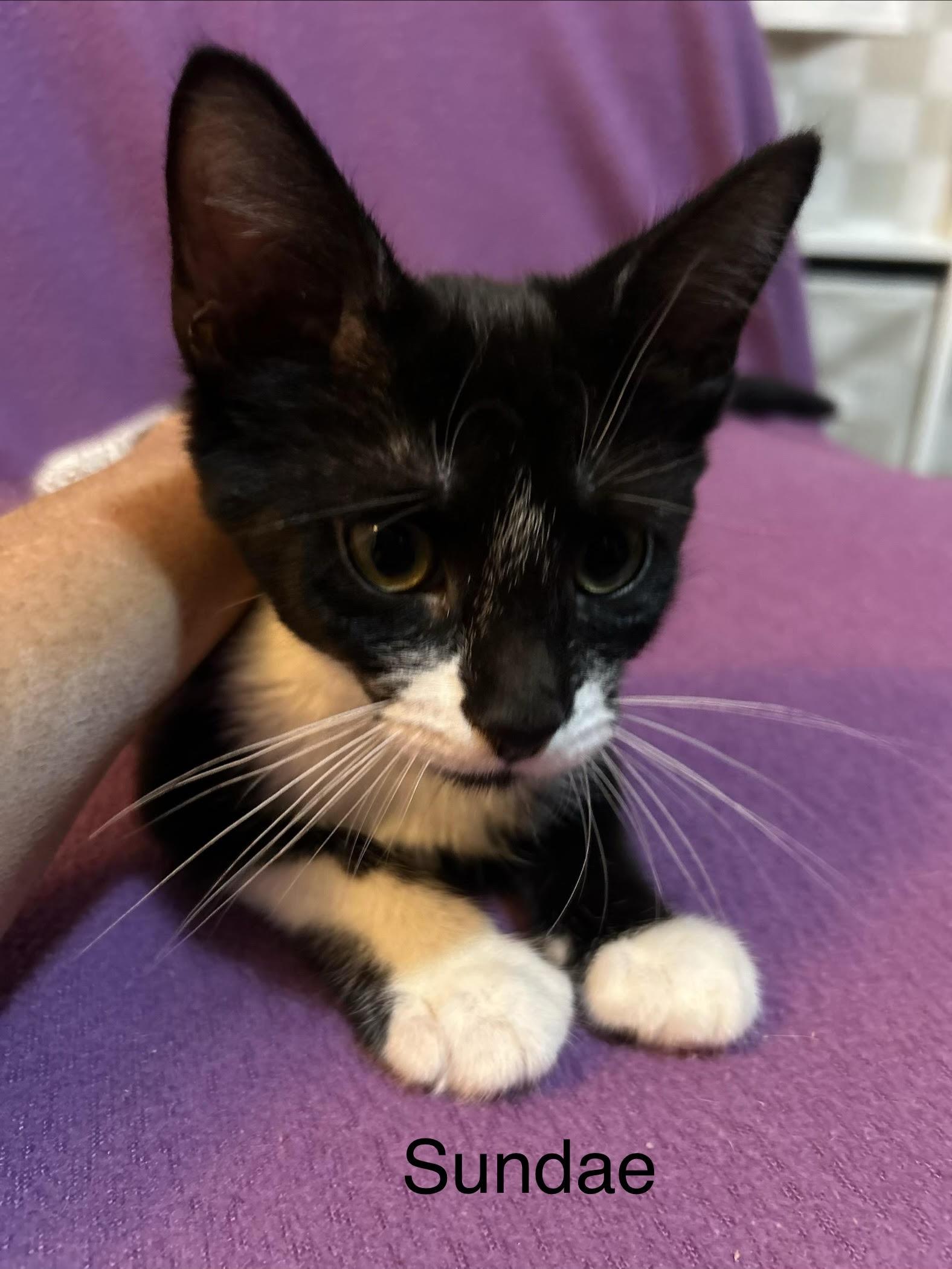 Enlarge Sundae, a Adoptable Domestic Short Hair in Herculaneum, MO image 2/2
