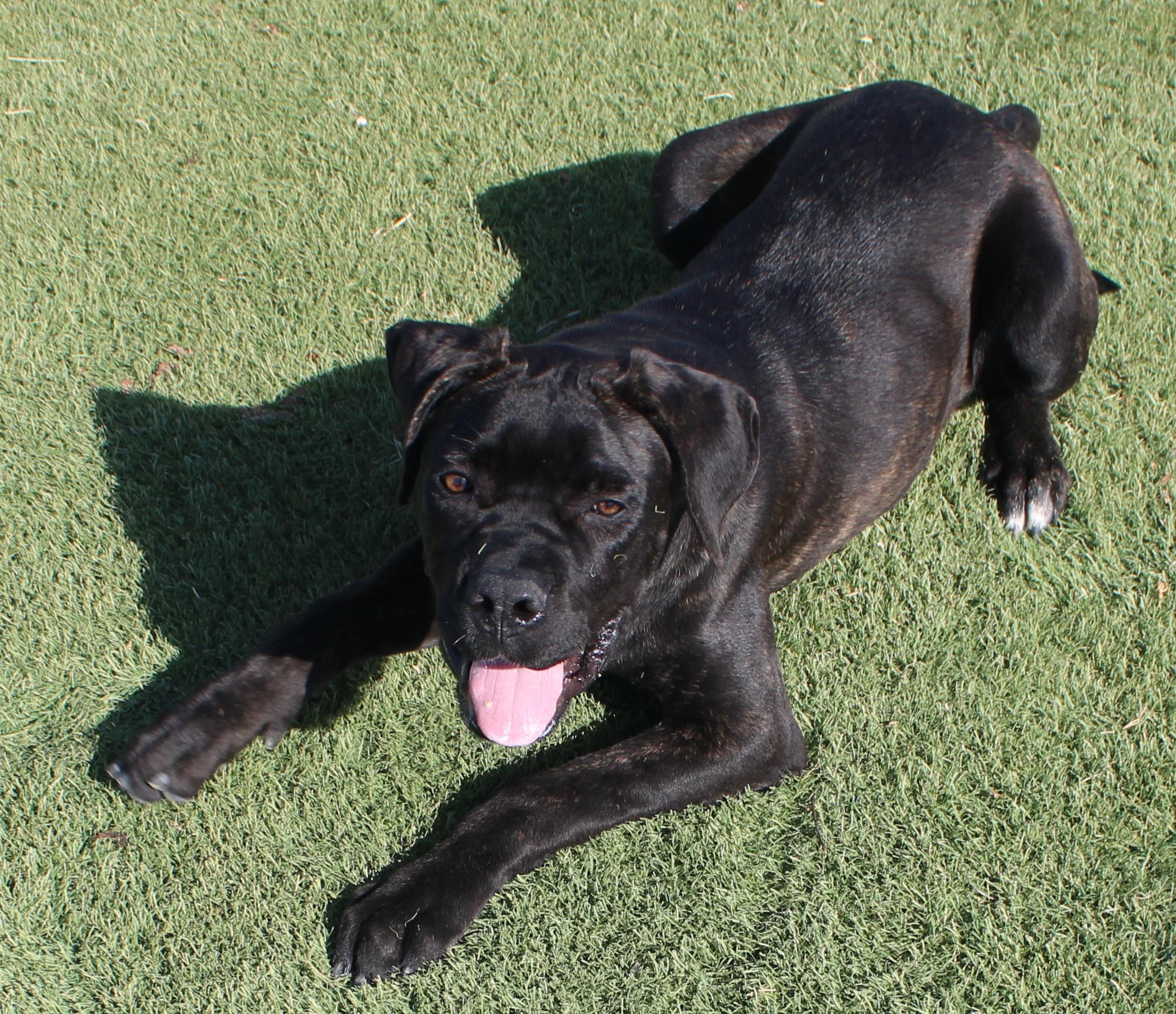 Enlarge BARBIE, a Adoptable mixed breed in Wasco, CA image 3/6