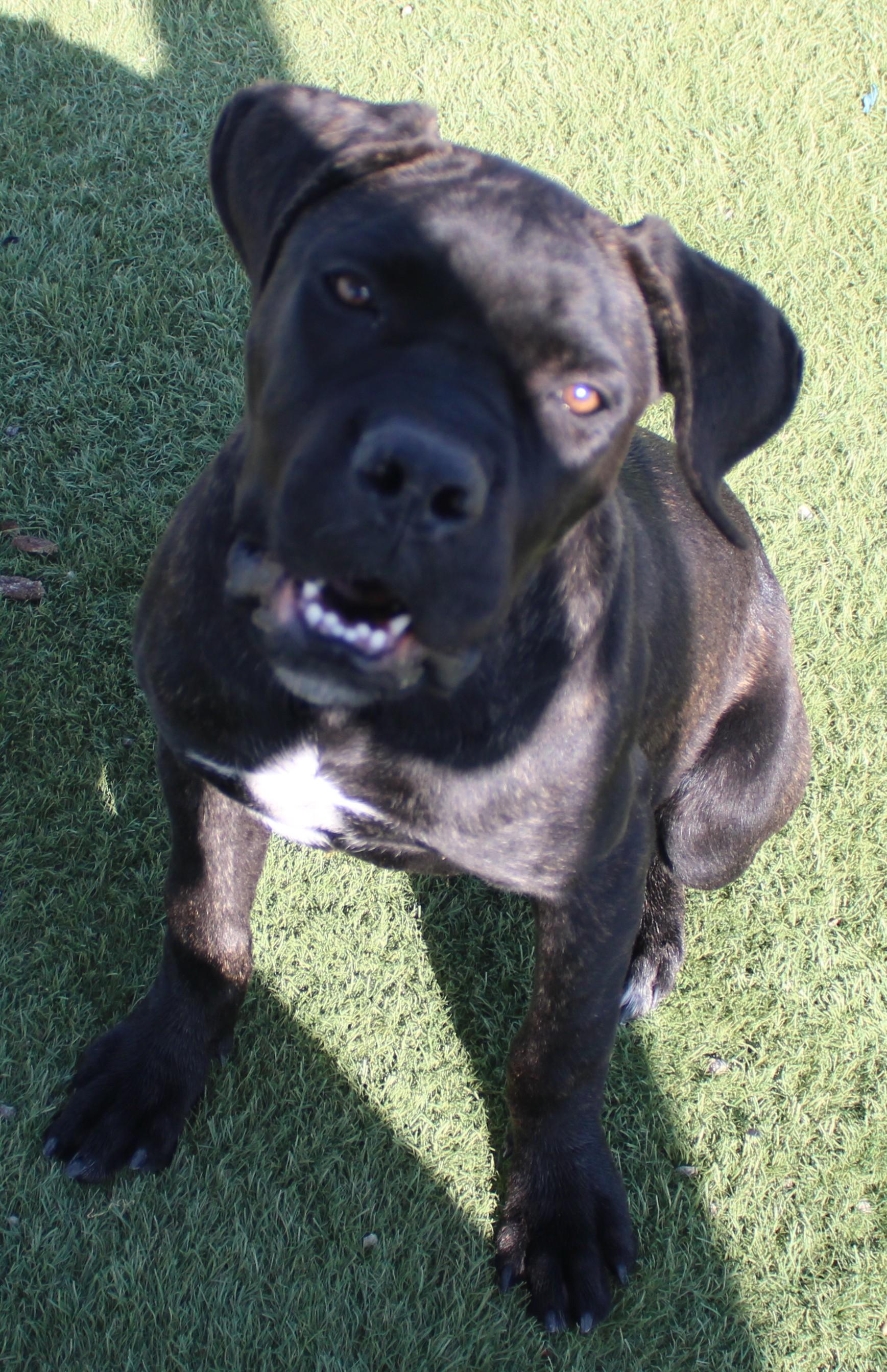 Enlarge BARBIE, a Adoptable mixed breed in Wasco, CA image 2/6