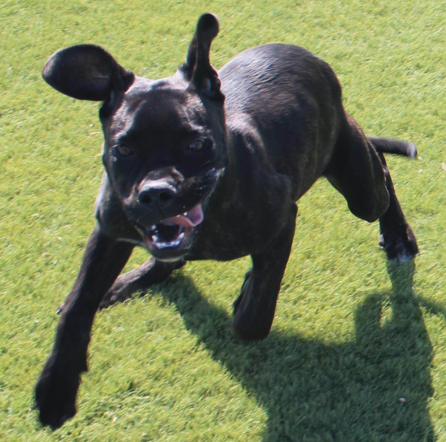 Enlarge BARBIE, a Adoptable mixed breed in Wasco, CA image 4/6