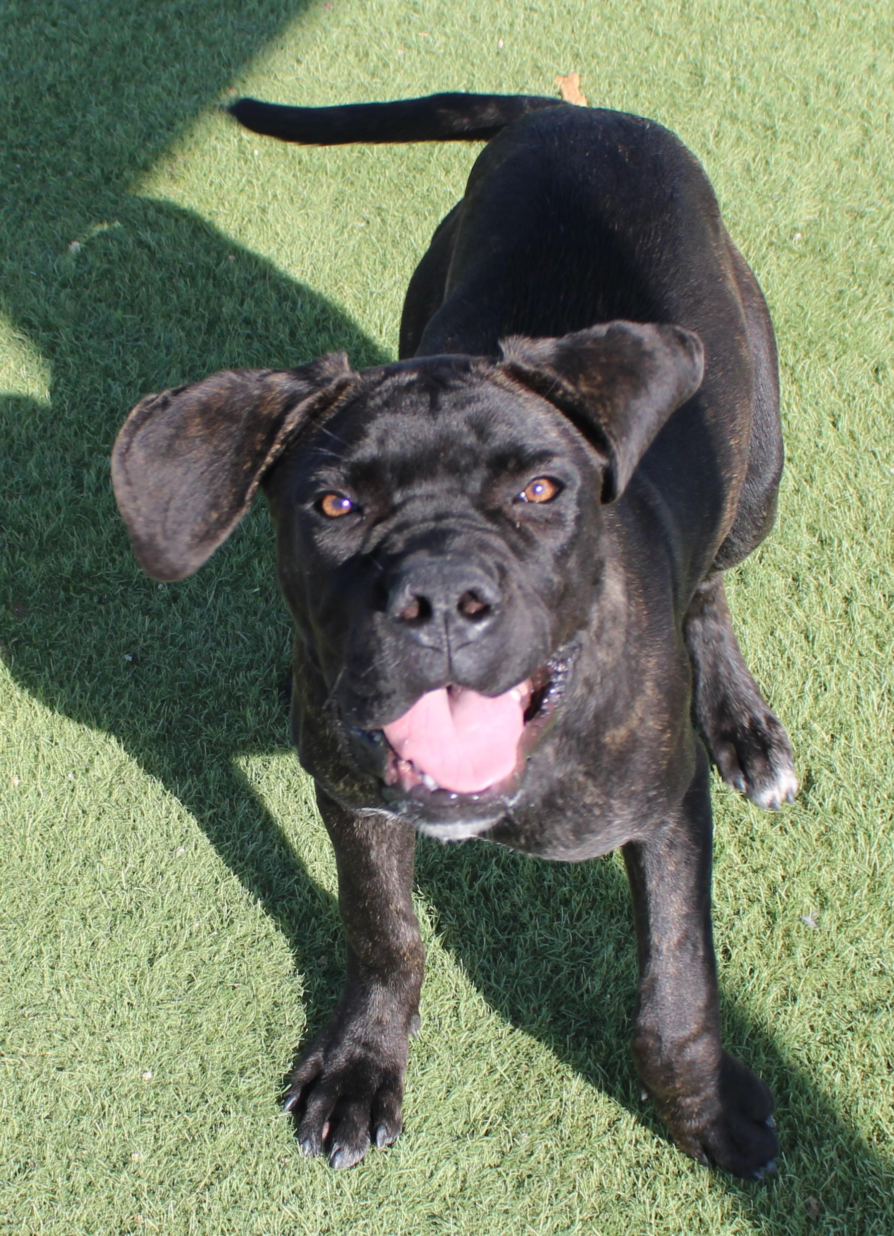 BARBIE, Adoptable, Young Female Cane Corso.