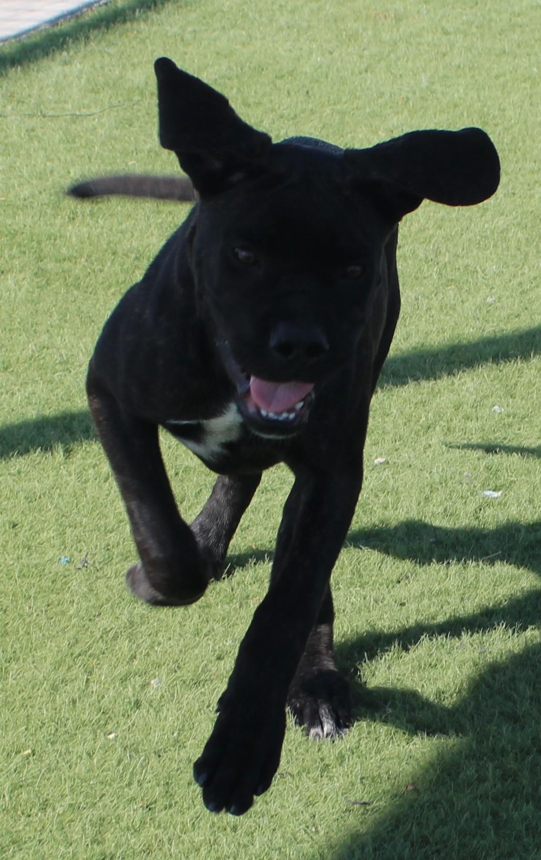 Enlarge BARBIE, a Adoptable mixed breed in Wasco, CA image 5/6