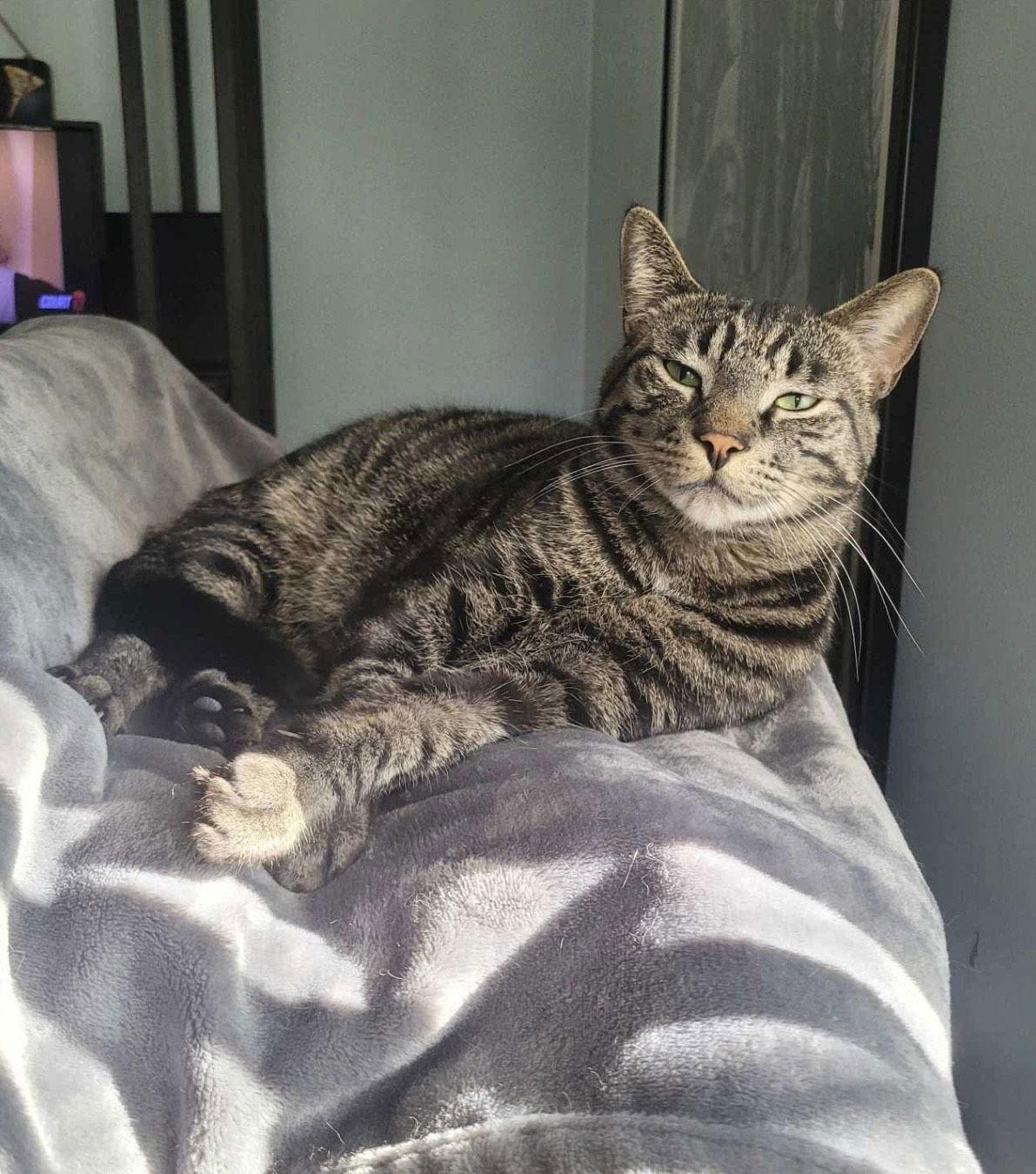 C224 brothers Ollie, Adoptable, Adult Male Domestic Short Hair & Tabby.