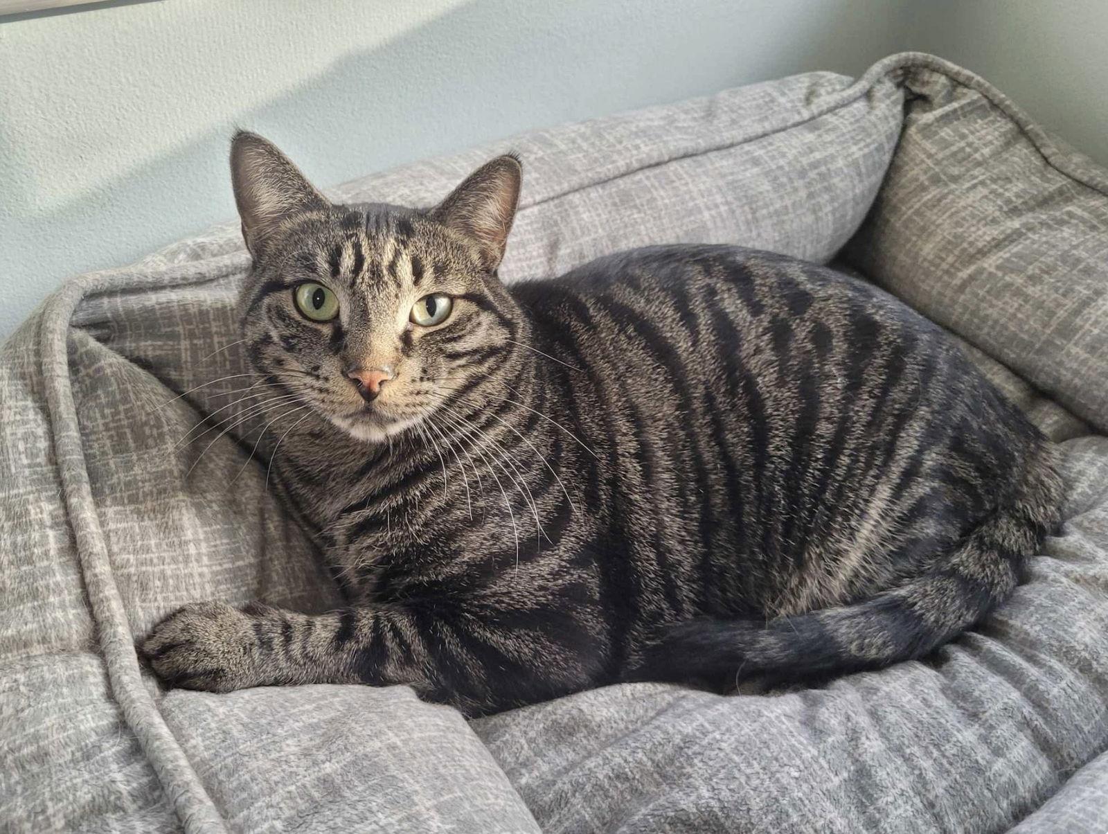 C224 brothers Ollie, a Adoptable mixed breed in Livonia, MI image 2/4