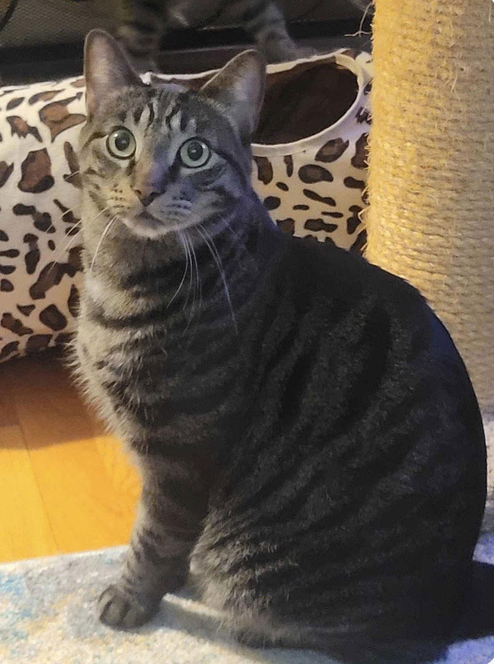 C224 brothers Ollie, a Adoptable mixed breed in Livonia, MI image 3/4