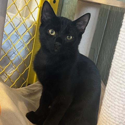 Tipper, Adoptable, Kitten Male Domestic Short Hair.