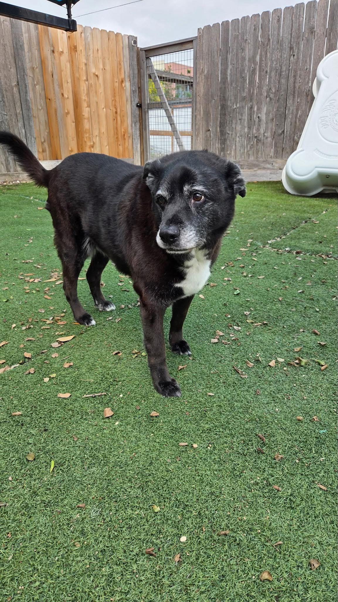 Enlarge Bella, a Adoptable mixed breed in San Antonio, TX image 3/3