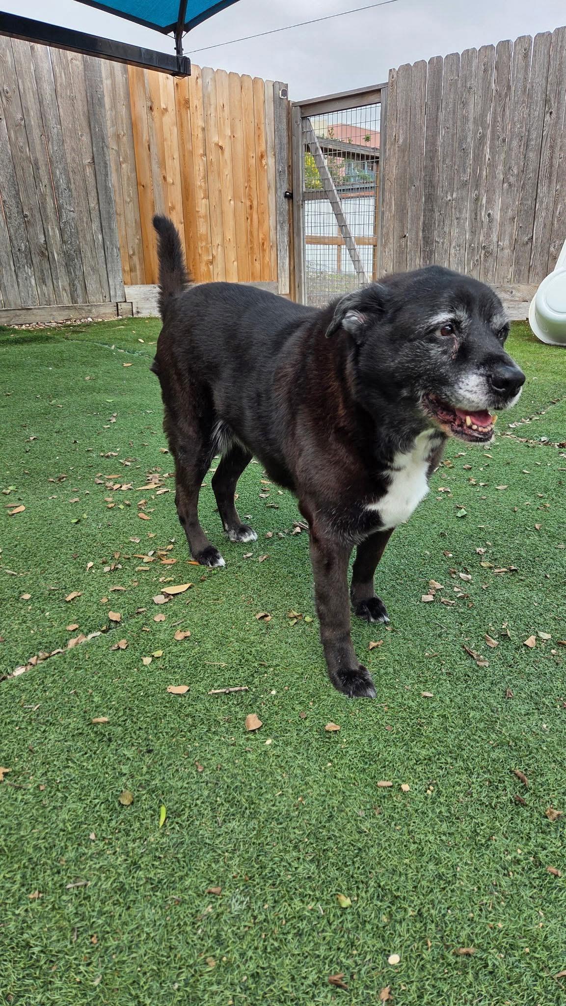 Enlarge Bella, a Adoptable mixed breed in San Antonio, TX image 1/3