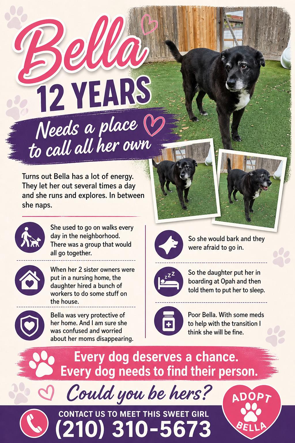 Enlarge Bella, a Adoptable mixed breed in San Antonio, TX image 2/3